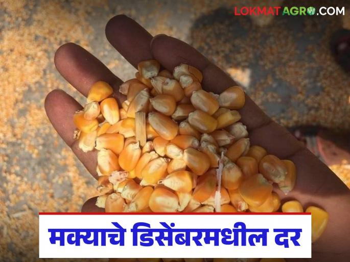 Latest News Maize has received an average price of Rs 2 thousand in three years, how will prices be this December | मक्याला तीन वर्षांत सरासरी 2 हजारांचा दर मिळाला, 'या' डिसेंबरमध्ये कसे दर राहतील? 