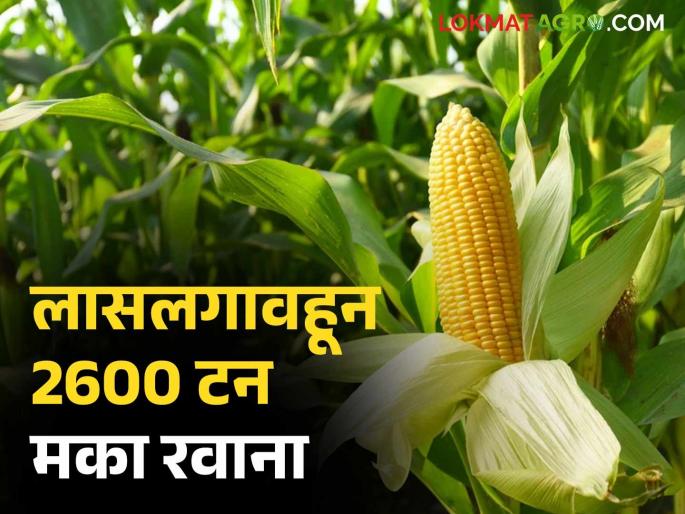 Latest News Maka Export 2600 tonnes of maize from Lasalgaon for poultry in Kashmir, read in detail | Maka Export : लासलगावहून काश्मीरमधील पोल्ट्रीसाठी 2600 टन मका रवाना, वाचा सविस्तर  Latest News Maka Export 2600 tonnes of maize from Lasalgaon for poultry in Kashmir, read in detail | Maka Export : लासलगावहून काश्मीरमधील पोल्ट्रीसाठी 2600 टन मका रवाना, वाचा सविस्तर
