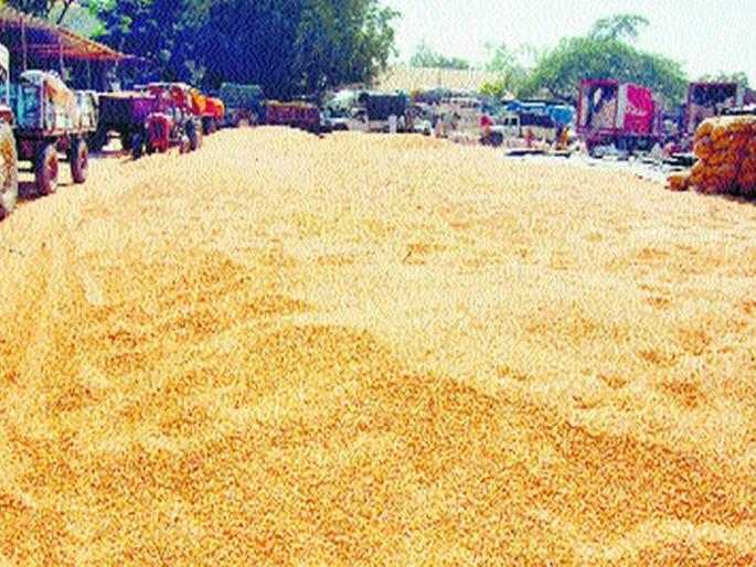 Sorghum and Maize Shopping Center will be opened soon in Amalnera | अमळनेरात ज्वारी व मका खरेदी केंद्र लवकरच सुरू होणार Sorghum and Maize Shopping Center will be opened soon in Amalnera | अमळनेरात ज्वारी व मका खरेदी केंद्र लवकरच सुरू होणार