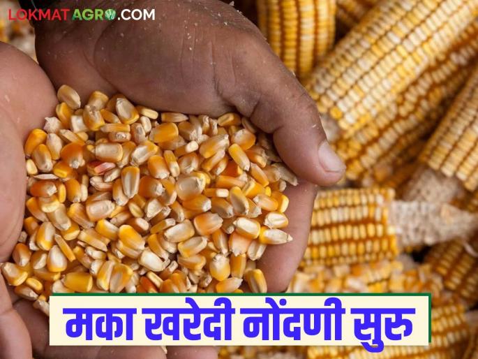 Online registration for government maize purchase begins in Baramati Market Committee; at what rate will the purchase? | बारामती बाजार समितीमध्ये शासकीय मका खरेदीसाठी ऑनलाईन नोंदणी सुरू; काय दराने होणार खरेदी? Online registration for government maize purchase begins in Baramati Market Committee; at what rate will the purchase? | बारामती बाजार समितीमध्ये शासकीय मका खरेदीसाठी ऑनलाईन नोंदणी सुरू; काय दराने होणार खरेदी?