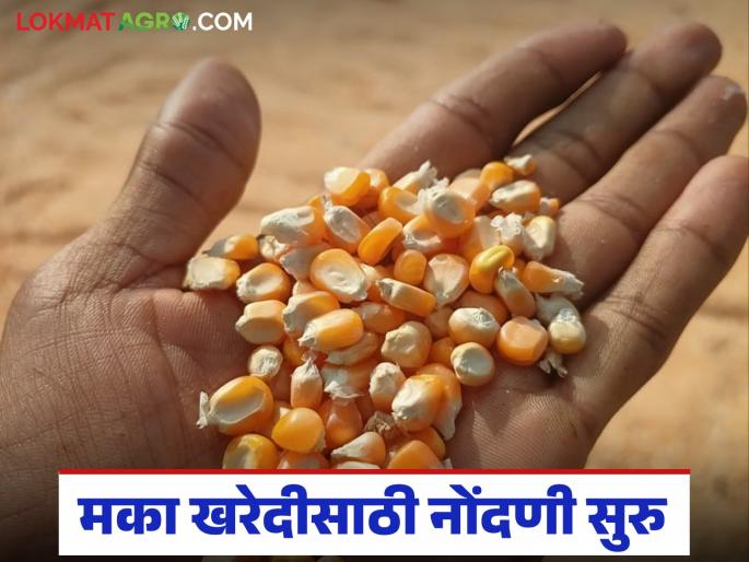 Maka Kharedi : Decision made to purchase maize; Registration for purchase by MSP Start | Maka Kharedi : मका खरेदीचा निर्णय झाला; हमीभाव खरेदी नोंदणीला सुरुवात
