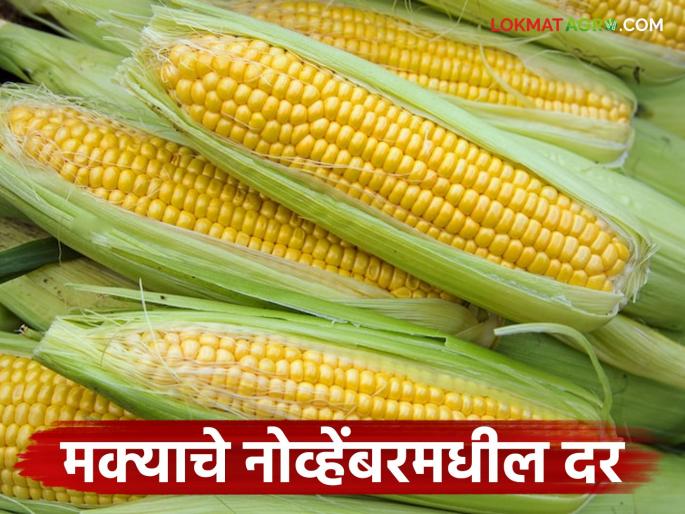 Latest news Maka Market How to get maize prices by November 30 see details | Maka Market : मका निर्यातीत कशामुळे घट झाली, पुढे बाजारभाव कसे राहतील, वाचा सविस्तर Latest news Maka Market How to get maize prices by November 30 see details | Maka Market : मका निर्यातीत कशामुळे घट झाली, पुढे बाजारभाव कसे राहतील, वाचा सविस्तर