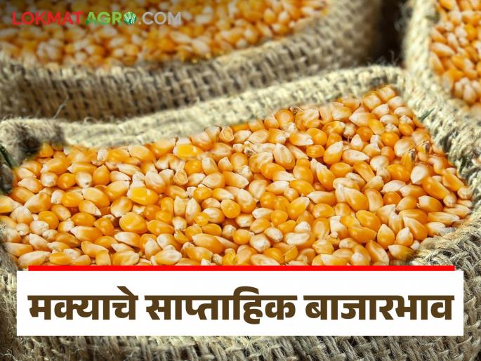 Latest News Maka Bajarbhav Maize prices increased, but less than msp price see details | Maka Bajarbhav : मक्याचे दर वाढले, मात्र हमीभावापेक्षा कमीच, मागील आठवड्यात दर कसे होते?  Latest News Maka Bajarbhav Maize prices increased, but less than msp price see details | Maka Bajarbhav : मक्याचे दर वाढले, मात्र हमीभावापेक्षा कमीच, मागील आठवड्यात दर कसे होते?