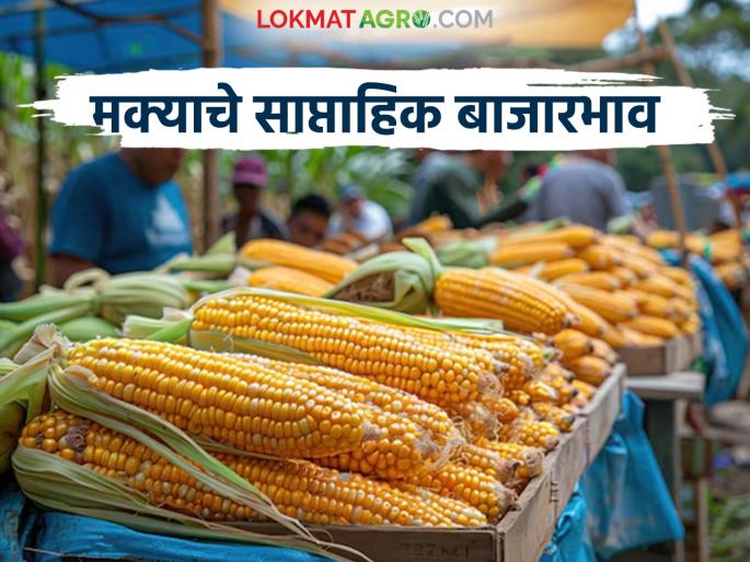 Latest News Maka Bajarbhav How many rupees are prices of maize lower than msp see details | Maka Bajarbhav : मक्याच्या किंमती हमीभावापेक्षा किती रुपयांनी कमी? जाणून घ्या सविस्तर 