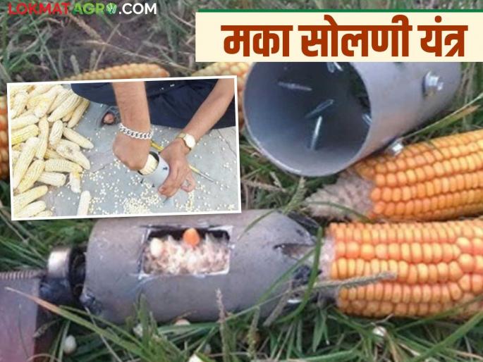 Latest News Maka Solni Yantra Maize peeling machine that does more work in less time see details | Maka Solni Yantra : तासाचे काम मिनिटांत करणारे मका सोलणी यंत्र, नेमकं कसं काम करतं?  Latest News Maka Solni Yantra Maize peeling machine that does more work in less time see details | Maka Solni Yantra : तासाचे काम मिनिटांत करणारे मका सोलणी यंत्र, नेमकं कसं काम करतं?