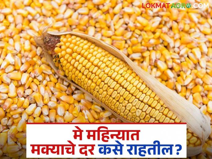 Latest News see maize prices be in May 2025 How will production and exports be Read in detail | Maka Bajarbhav : मे महिन्यात मक्याचे दर कसे राहतील? उत्पादन, निर्यात कशी राहील?