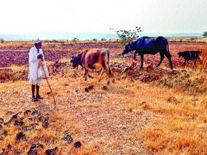 Increase in drought conditions | दुष्काळाच्या झळांत वाढ : खेड तालुक्यात पशुधन विक्रीला Increase in drought conditions | दुष्काळाच्या झळांत वाढ : खेड तालुक्यात पशुधन विक्रीला
