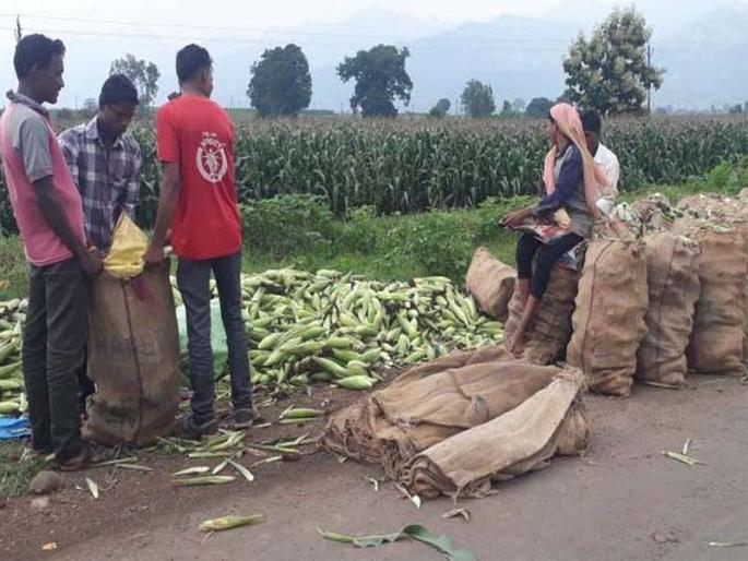 Greater demand for the demand for maize in Nandurbar | नंदुरबारातील मक्याच्या मागणीत मोठी वाढ Greater demand for the demand for maize in Nandurbar | नंदुरबारातील मक्याच्या मागणीत मोठी वाढ