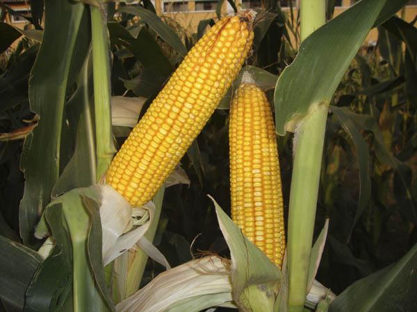 The highest price of maize, 1779 quintals | मक्याला सर्वोच्च भाव, १७७९ रुपये क्विंटल  The highest price of maize, 1779 quintals | मक्याला सर्वोच्च भाव, १७७९ रुपये क्विंटल