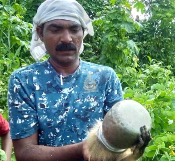 It's finally a monkey! Head stuck in a steel cage .. Freedom after effort | शेवटी माकडच ते! डोके अडकवून घेतले स्टीलच्या गडव्यात.. प्रयत्नांती मुक्तता It's finally a monkey! Head stuck in a steel cage .. Freedom after effort | शेवटी माकडच ते! डोके अडकवून घेतले स्टीलच्या गडव्यात.. प्रयत्नांती मुक्तता