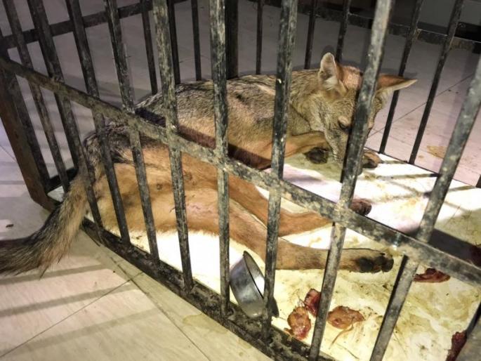 In search of hunters dogs penetrate into human habitation | शिकारीच्या शोधात कोल्हे घुसले मानवी वस्तीत In search of hunters dogs penetrate into human habitation | शिकारीच्या शोधात कोल्हे घुसले मानवी वस्तीत