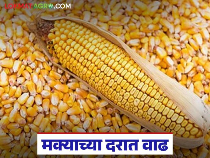 Latest News maka market price of maize has increased by Rs 300 in umrane market | 'या' मार्केटमध्ये मक्याच्या दरात 300 रुपयांनी वाढ, सद्यस्थितीत काय दर मिळतोय? Latest News maka market price of maize has increased by Rs 300 in umrane market | 'या' मार्केटमध्ये मक्याच्या दरात 300 रुपयांनी वाढ, सद्यस्थितीत काय दर मिळतोय?