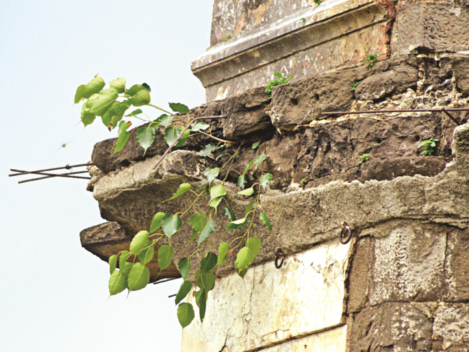 Ignore the danger! The bush that grew on the 'Dakkhan Ka Taj' Bibi ka Maqubara, split in dozens of places | धोक्याकडे दुर्लक्ष! ‘दख्खन का ताज’वर उगवली झाडी, डझनभर ठिकाणी भेगा Ignore the danger! The bush that grew on the 'Dakkhan Ka Taj' Bibi ka Maqubara, split in dozens of places | धोक्याकडे दुर्लक्ष! ‘दख्खन का ताज’वर उगवली झाडी, डझनभर ठिकाणी भेगा
