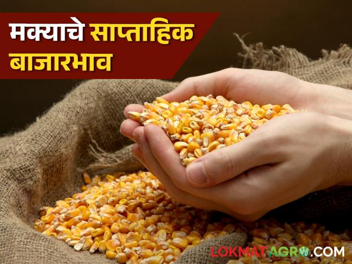Latest News Maize Market Todays maka bajarabhav In market yard see details | Maka Market : मागील आठवड्यात मक्याची किंमत एमएसपीपेक्षा 'केवळ' इतक्या रुपयांनी अधिक Latest News Maize Market Todays maka bajarabhav In market yard see details | Maka Market : मागील आठवड्यात मक्याची किंमत एमएसपीपेक्षा 'केवळ' इतक्या रुपयांनी अधिक