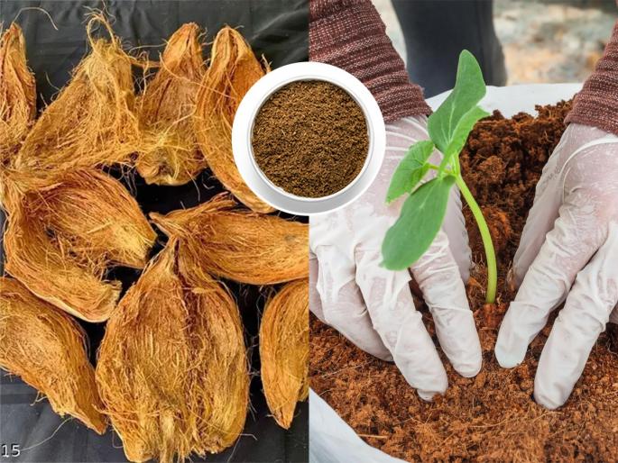 Make Cocopeat at home from Coconut How To Make Cocopeat At Home How to Prepare Cocopeat At Home How to Make Coco Peats and its Benefits | नारळाच्या शेंड्याचं झटपट करा कोकोपीट, विकतसाठी मोजायलाही नको फार पैसे-रोपांसाठीही पर्यावरणपूरक उपाय...