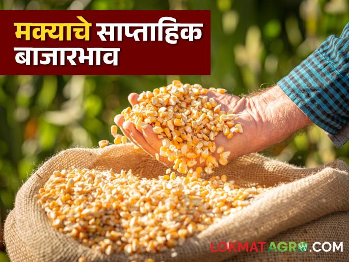 Latest news Maka bajarbhav market prices of maize last week Find out in detail | Maka Bajarbhav : मागील आठवड्यात मक्याचे बाजारभाव कसे होते? जाणून घ्या सविस्तर 