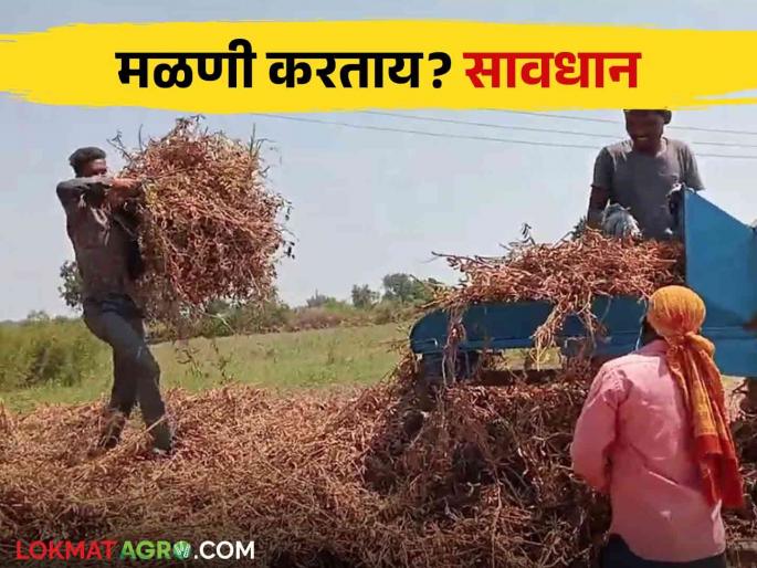 What precautions should be taken to avoid accidents while using the threshing machine read in detail | मळणी यंत्र वापरताना होणारे अपघात टाळण्यासाठी काय खबरदारी घ्याल? वाचा सविस्तर What precautions should be taken to avoid accidents while using the threshing machine read in detail | मळणी यंत्र वापरताना होणारे अपघात टाळण्यासाठी काय खबरदारी घ्याल? वाचा सविस्तर