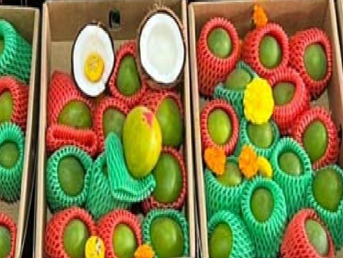 Malawi Hapus of Africa in Ratnagiri market | रत्नागिरीच्या बाजारात आफ्रिकेचा ‘मलावी’ हापूस Malawi Hapus of Africa in Ratnagiri market | रत्नागिरीच्या बाजारात आफ्रिकेचा ‘मलावी’ हापूस