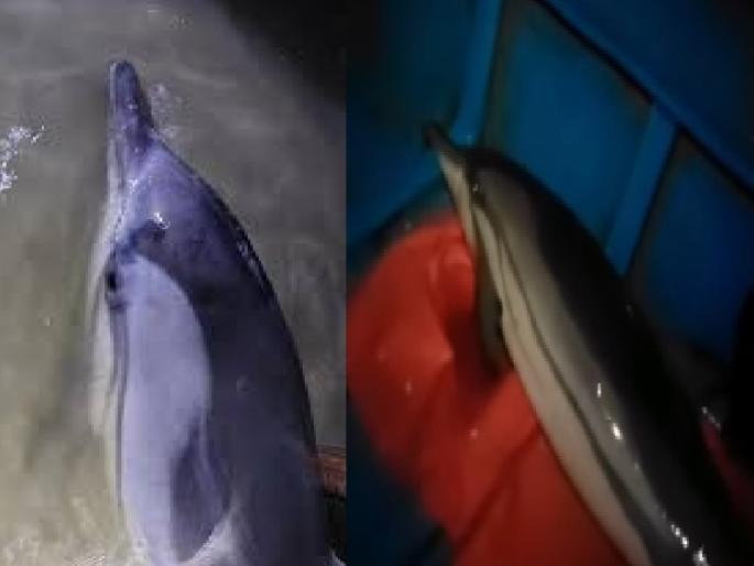 Fishermen save dolphin found on Malvan Dandi beach, The role of the Kandalvan Division in monitoring | Sindhudurg: मच्छीमारांनी शिकस्त करून डॉल्फिनला दिले जीवदान, कांदळवन विभागाची बघ्याची भूमिका Fishermen save dolphin found on Malvan Dandi beach, The role of the Kandalvan Division in monitoring | Sindhudurg: मच्छीमारांनी शिकस्त करून डॉल्फिनला दिले जीवदान, कांदळवन विभागाची बघ्याची भूमिका