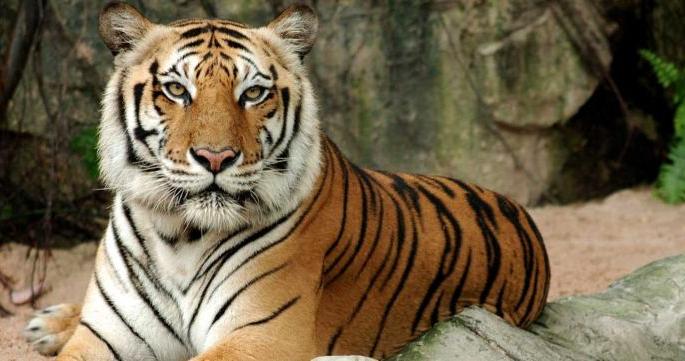 Tigers also at risk of Carona infection? Instructions for monitoring movements | वाघांनाही काेरोना संसर्गाचा धोका? हालचालींवर लक्ष ठेवण्याच्या सूचना Tigers also at risk of Carona infection? Instructions for monitoring movements | वाघांनाही काेरोना संसर्गाचा धोका? हालचालींवर लक्ष ठेवण्याच्या सूचना