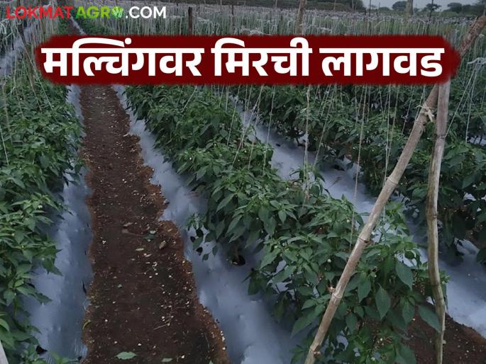 Mirchi Lagwad: Plant chillies on mulch, get subsidy and earn money in summer! | Mirchi Lagwad: मल्चिंगवर मिरची लागवड फायदेशीर; खर्चात होणार बचत वाचा सविस्तर Mirchi Lagwad: Plant chillies on mulch, get subsidy and earn money in summer! | Mirchi Lagwad: मल्चिंगवर मिरची लागवड फायदेशीर; खर्चात होणार बचत वाचा सविस्तर