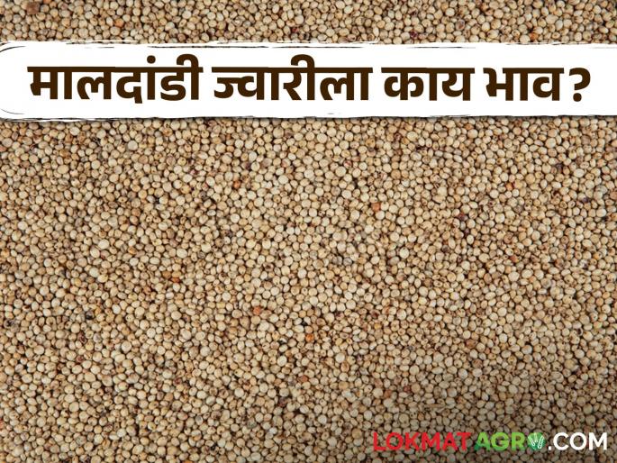 Latest News Todays Jawar bajarbhav in pune, jalna market yard check here sorghum market | Jawar Bajarbhav : दादर ज्वारीला काय भाव मिळतोय? वाचा आजचे सविस्तर बाजारभाव Latest News Todays Jawar bajarbhav in pune, jalna market yard check here sorghum market | Jawar Bajarbhav : दादर ज्वारीला काय भाव मिळतोय? वाचा आजचे सविस्तर बाजारभाव