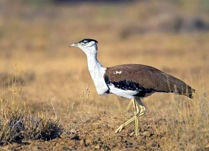 The wildlife census did not show any larvae; 374 antelopes, four nilgais were seen | वन्यजीव गणनेत माळढोक दिसलाच नाही; ३७४ काळवीट, चार नीलगायी दिसल्या The wildlife census did not show any larvae; 374 antelopes, four nilgais were seen | वन्यजीव गणनेत माळढोक दिसलाच नाही; ३७४ काळवीट, चार नीलगायी दिसल्या