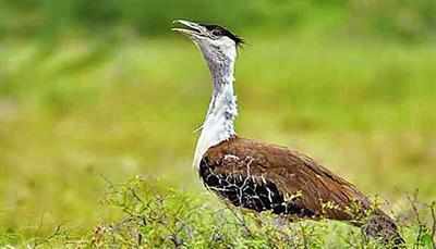 ; The rest of the house and garden for the convenience of the explorer in the Nangjh Bundhok Sanctuary ... | Solapur tourism ; नान्नजच्या माळढोक अभयारण्यात पक्षीनिरीक्षकांच्या सोयीसाठी विश्रामगृह अन् बागा... ; The rest of the house and garden for the convenience of the explorer in the Nangjh Bundhok Sanctuary ... | Solapur tourism ; नान्नजच्या माळढोक अभयारण्यात पक्षीनिरीक्षकांच्या सोयीसाठी विश्रामगृह अन् बागा...