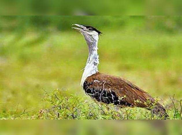 It is now the responsibility of all to keep the landscape friendly for the frog bird | माळढोक पक्ष्यासाठी परिसर अनुकूल ठेवणे, ही आता सर्वांचीच जबाबदारी It is now the responsibility of all to keep the landscape friendly for the frog bird | माळढोक पक्ष्यासाठी परिसर अनुकूल ठेवणे, ही आता सर्वांचीच जबाबदारी