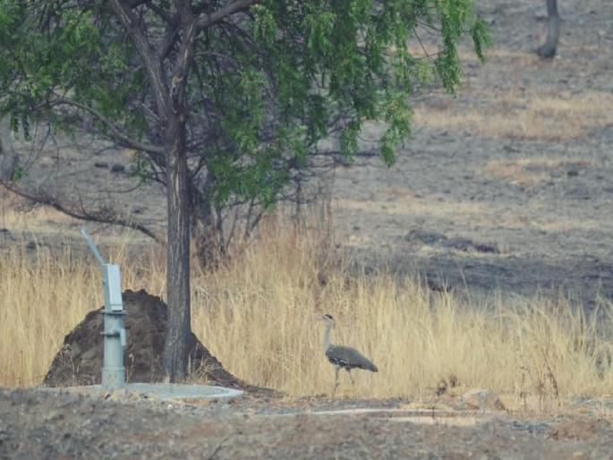 On the night of Buddha Purnima, Maldhok was seen in Nannaj Sanctuary | बुद्ध पौर्णिमेच्या रात्री नान्नज अभयारण्यात दिसला माळढोक On the night of Buddha Purnima, Maldhok was seen in Nannaj Sanctuary | बुद्ध पौर्णिमेच्या रात्री नान्नज अभयारण्यात दिसला माळढोक