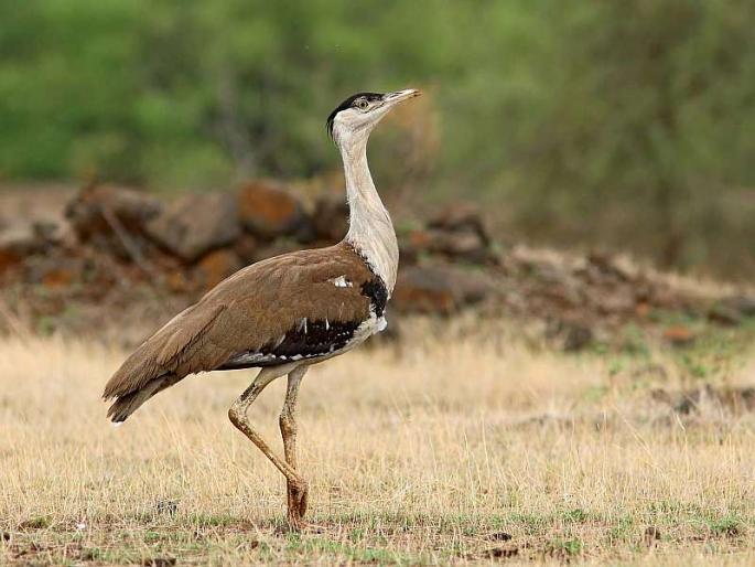 Approach: Lokmat environmental festival, first step towards bird conservation! | दृष्टिकोन : लोकमत पर्यावरणोत्सव, पक्षी संवर्धनाच्या दिशेने पहिले पाऊल! Approach: Lokmat environmental festival, first step towards bird conservation! | दृष्टिकोन : लोकमत पर्यावरणोत्सव, पक्षी संवर्धनाच्या दिशेने पहिले पाऊल!