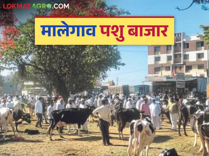 Latest News Jersey cows are priced at Rs 45 to 55 thousand in Malegaon cow market | Gay Market : मालेगाव गाय बाजारात जर्सी गायींना ४५ ते ५५ हजार रुपये दर, वाचा सविस्तर  Latest News Jersey cows are priced at Rs 45 to 55 thousand in Malegaon cow market | Gay Market : मालेगाव गाय बाजारात जर्सी गायींना ४५ ते ५५ हजार रुपये दर, वाचा सविस्तर