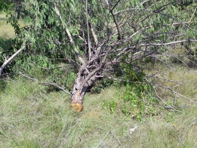 Malegaon 'Khair' catalyzed the efficiency of the ; More 'efficiency' of criminals than slaughter of trees | मालेगाव ‘खैर’ जंगलतोडीचा तपास करणारे दक्षता पथक भरकटले; झाडांच्या कत्तलीपेक्षा गुन्हेगारांचीच जास्त ‘दक्षता’ Malegaon 'Khair' catalyzed the efficiency of the ; More 'efficiency' of criminals than slaughter of trees | मालेगाव ‘खैर’ जंगलतोडीचा तपास करणारे दक्षता पथक भरकटले; झाडांच्या कत्तलीपेक्षा गुन्हेगारांचीच जास्त ‘दक्षता’
