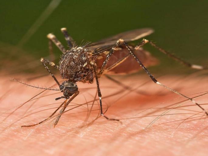 During the rainy season, mosquito breeding, malaria cases increased | पावसाळ्यात डासांचा उच्छाद, मलेरियाचे रुग्ण वाढले During the rainy season, mosquito breeding, malaria cases increased | पावसाळ्यात डासांचा उच्छाद, मलेरियाचे रुग्ण वाढले