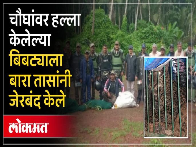 The forest department has captured a leopard that attacked four villagers in Malewad Kondure Deulwadi | Sindhudurg: चौघांवर हल्ला करुन बिबट्या दडी मारून बसला, वनविभागाने जेरबंद करताच ग्रामस्थांनी सुटकेचा नि:श्वास सोडला The forest department has captured a leopard that attacked four villagers in Malewad Kondure Deulwadi | Sindhudurg: चौघांवर हल्ला करुन बिबट्या दडी मारून बसला, वनविभागाने जेरबंद करताच ग्रामस्थांनी सुटकेचा नि:श्वास सोडला