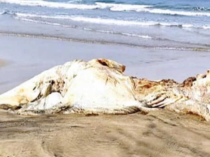 Dead whale found on Malgund Gaiwadi beach near Ganpatipule in Ratnagiri | Ratnagiri: मालगुंड किनाऱ्यावर मृत व्हेल माशाचे धूड Dead whale found on Malgund Gaiwadi beach near Ganpatipule in Ratnagiri | Ratnagiri: मालगुंड किनाऱ्यावर मृत व्हेल माशाचे धूड