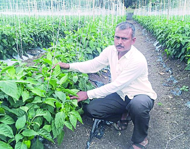 Soak chilli on 2 tonnes of chilli over 2 cups of minimal water | अत्यल्प पाण्यावर ६० गुंठ्यात ९ टनावर ढोबळी मिरची Soak chilli on 2 tonnes of chilli over 2 cups of minimal water | अत्यल्प पाण्यावर ६० गुंठ्यात ९ टनावर ढोबळी मिरची