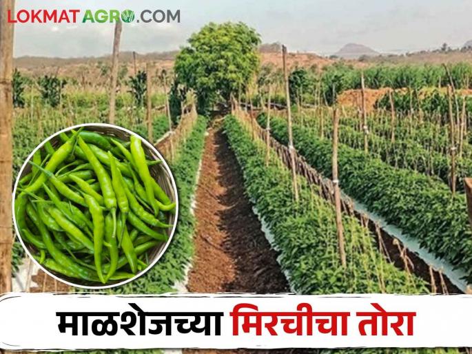Farmers are getting good price in the market for planting summer chillies in Malshej area | Summer Chilli माळशेज परिसरात उन्हाळी मिरची लावण्यावर शेतकऱ्यांचा भर बाजारात मिळतोय चांगला दर