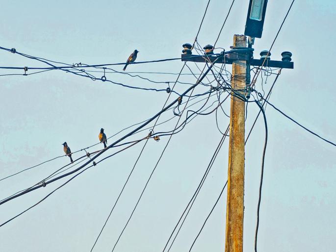 pune news today the number of sparrows has decreased in the Malshej area; environmentalists are concerned | माळशेज परिसरात चिमण्यांचे प्रमाण घटले; पर्यावरणप्रेमींमध्ये चिंता pune news today the number of sparrows has decreased in the Malshej area; environmentalists are concerned | माळशेज परिसरात चिमण्यांचे प्रमाण घटले; पर्यावरणप्रेमींमध्ये चिंता