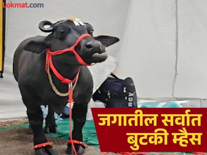 Radha from Malwadi in Satara district has been recorded in the Guinness Book of World Records as the world's thinnest buffalo | Satara: उंची २ फूट ८ इंच, वजन २८५ किलो; मलवडीच्या ‘राधा’ची ‘गिनीज बुक ऑफ वर्ल्ड रेकॉर्ड’मध्ये नोंद