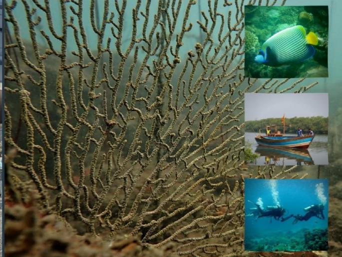 Dyanesh Deulkar had no opposition to marine sanctuary in Malvan | मालवण येथील सागरी अभयारण्याला ज्ञानेश देऊलकरांचा विरोध नव्हता!, ज्येष्ठ मच्छिमार नेते रमेश धुरी यांचा गौप्यस्फोट