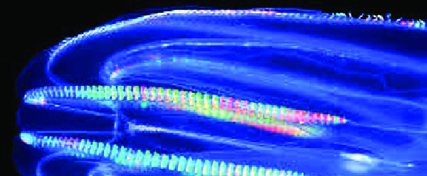  Wonderful World of Colored Waves in Malvani, Citizens Curiosity: Sea, Cavity Process | मालवणात रंगीत लाटांचे अद्भुत विश्व, नागरिकांना कुतूहल : समुद्र, खाडीच्या पाण्याच्या घुसळणीने होते प्रक्रिया