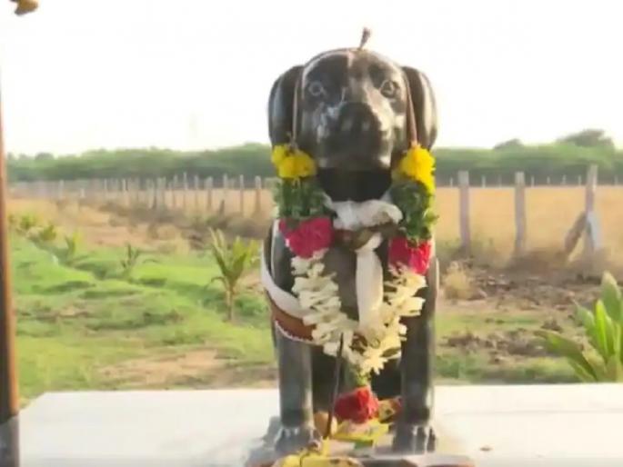 an elderly man built a temple in memory of his pet dog in tamil nadu | एका वृद्धाने आपल्या पाळीव कुत्र्याच्या स्मरणार्थ बांधले मंदिर, पाहा व्हिडिओ an elderly man built a temple in memory of his pet dog in tamil nadu | एका वृद्धाने आपल्या पाळीव कुत्र्याच्या स्मरणार्थ बांधले मंदिर, पाहा व्हिडिओ