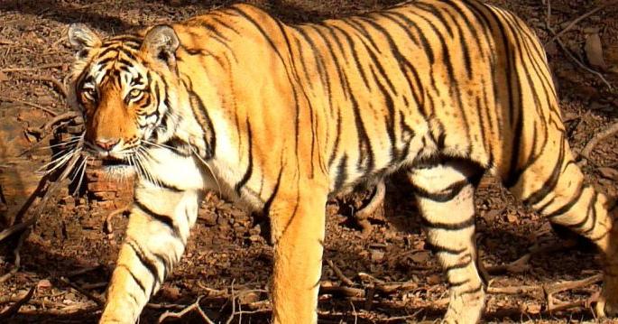 The petition to save the man eater tigress has been rejected | नरभक्षक वाघिणीला वाचविण्याची याचिका फेटाळली The petition to save the man eater tigress has been rejected | नरभक्षक वाघिणीला वाचविण्याची याचिका फेटाळली