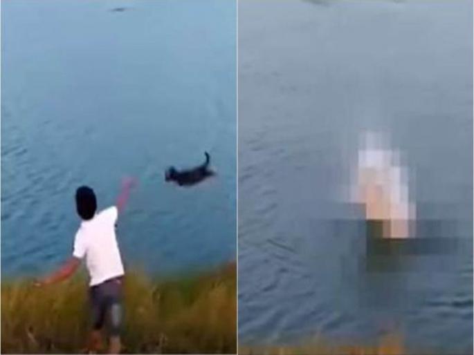 puppy eaten alive after boy throws it into crocodile infested lake | VIDEO: मुलाने कुत्र्याच्या पिल्लाला दिलं तलावात फेकून, मगरीने जिवंत गिळलं puppy eaten alive after boy throws it into crocodile infested lake | VIDEO: मुलाने कुत्र्याच्या पिल्लाला दिलं तलावात फेकून, मगरीने जिवंत गिळलं