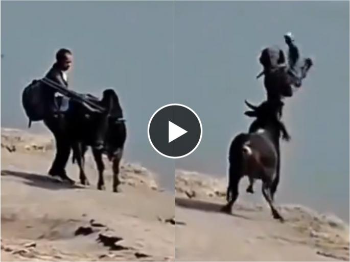 A person saved from dying in pursuit of goodness thrown into the air by a bull | चांगलं करण्याच्या नादात मरता मरता वाचली व्यक्ती, बैलानं टक्कर मारत उडवलं हवेत! A person saved from dying in pursuit of goodness thrown into the air by a bull | चांगलं करण्याच्या नादात मरता मरता वाचली व्यक्ती, बैलानं टक्कर मारत उडवलं हवेत!