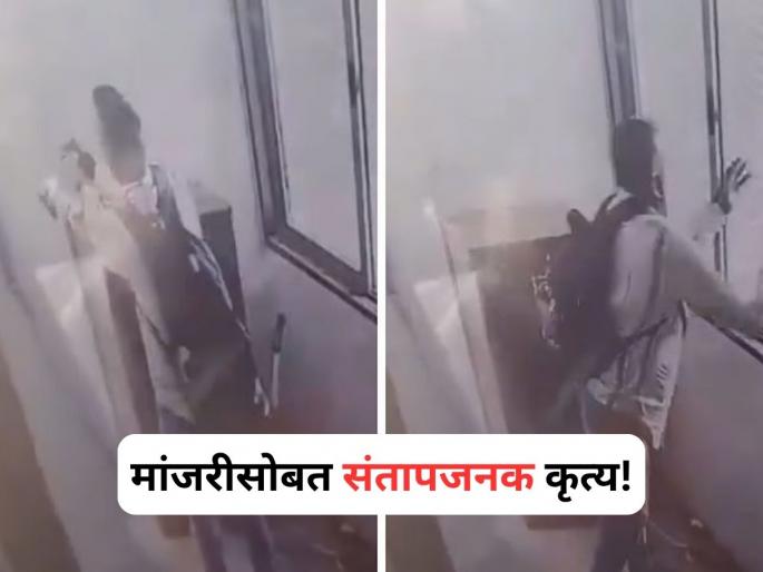 Mumbai Man Throwing Pet Cat From 9th Floor Of Malad Building | मालाडमध्ये मांजरीसोबत अमानुष प्रकार, संतापजनक घटनेचा व्हिडीओ समोर!