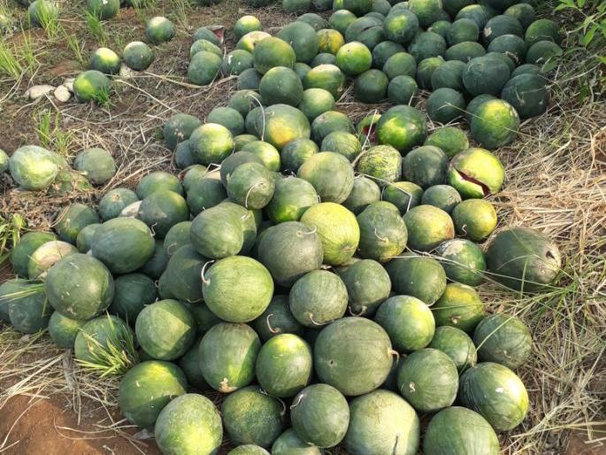 Ratnagiri: In the Kalingad farming crisis in the Thing of Mandangad taluka, the farmers face great difficulty | रत्नागिरी : मंडणगड तालुक्यातील तिडेतील कलिंगड शेती संकटात, शेतकरी चांगलेच अडचणीत Ratnagiri: In the Kalingad farming crisis in the Thing of Mandangad taluka, the farmers face great difficulty | रत्नागिरी : मंडणगड तालुक्यातील तिडेतील कलिंगड शेती संकटात, शेतकरी चांगलेच अडचणीत
