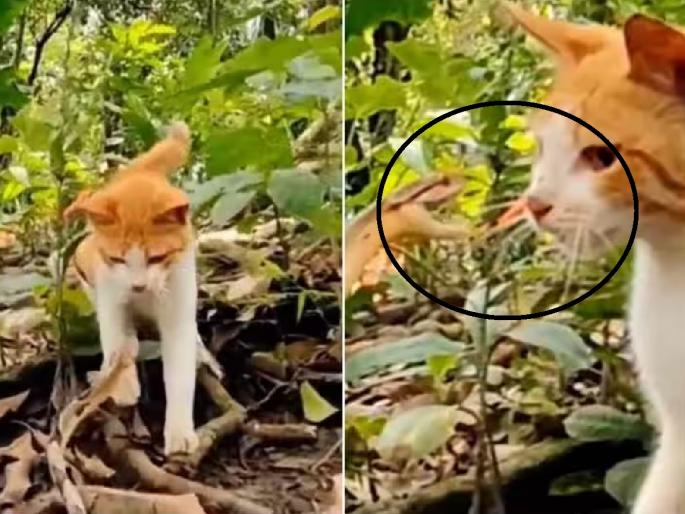 Video of cat and snake fight viral on social media | Video: एकच फाईट अन् वातावरण टाईट; मांजरीने सापाला दाखवलं अस्मान... Video of cat and snake fight viral on social media | Video: एकच फाईट अन् वातावरण टाईट; मांजरीने सापाला दाखवलं अस्मान...