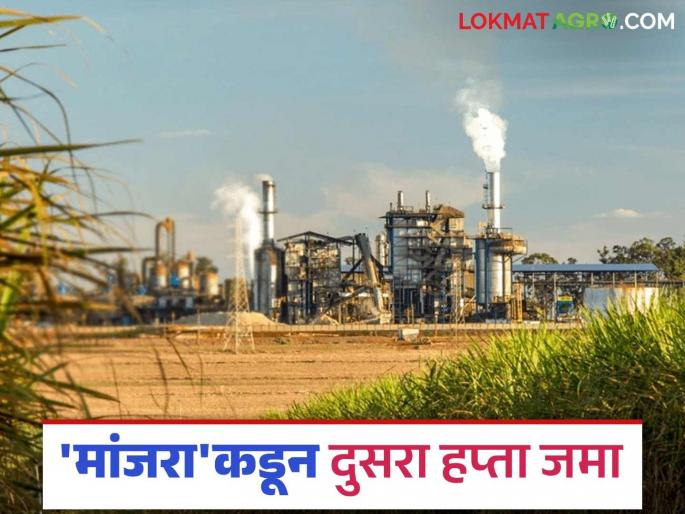 Sugarcane Crushing: How much sugar is produced in the 'Manjara' factory? Read in detail | Sugarcane Crushing : 'मांजरा' कारखान्यात किती साखर उत्पादन? वाचा सविस्तर Sugarcane Crushing: How much sugar is produced in the 'Manjara' factory? Read in detail | Sugarcane Crushing : 'मांजरा' कारखान्यात किती साखर उत्पादन? वाचा सविस्तर